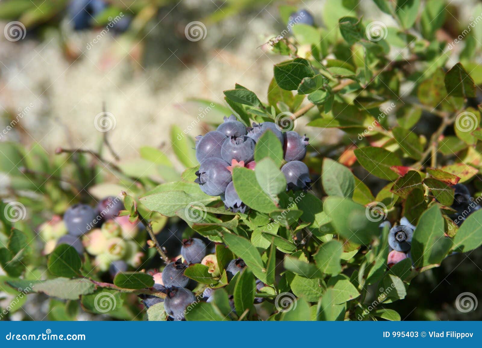 Blueberry in the sun stock image. Image of harvest, canada 995403