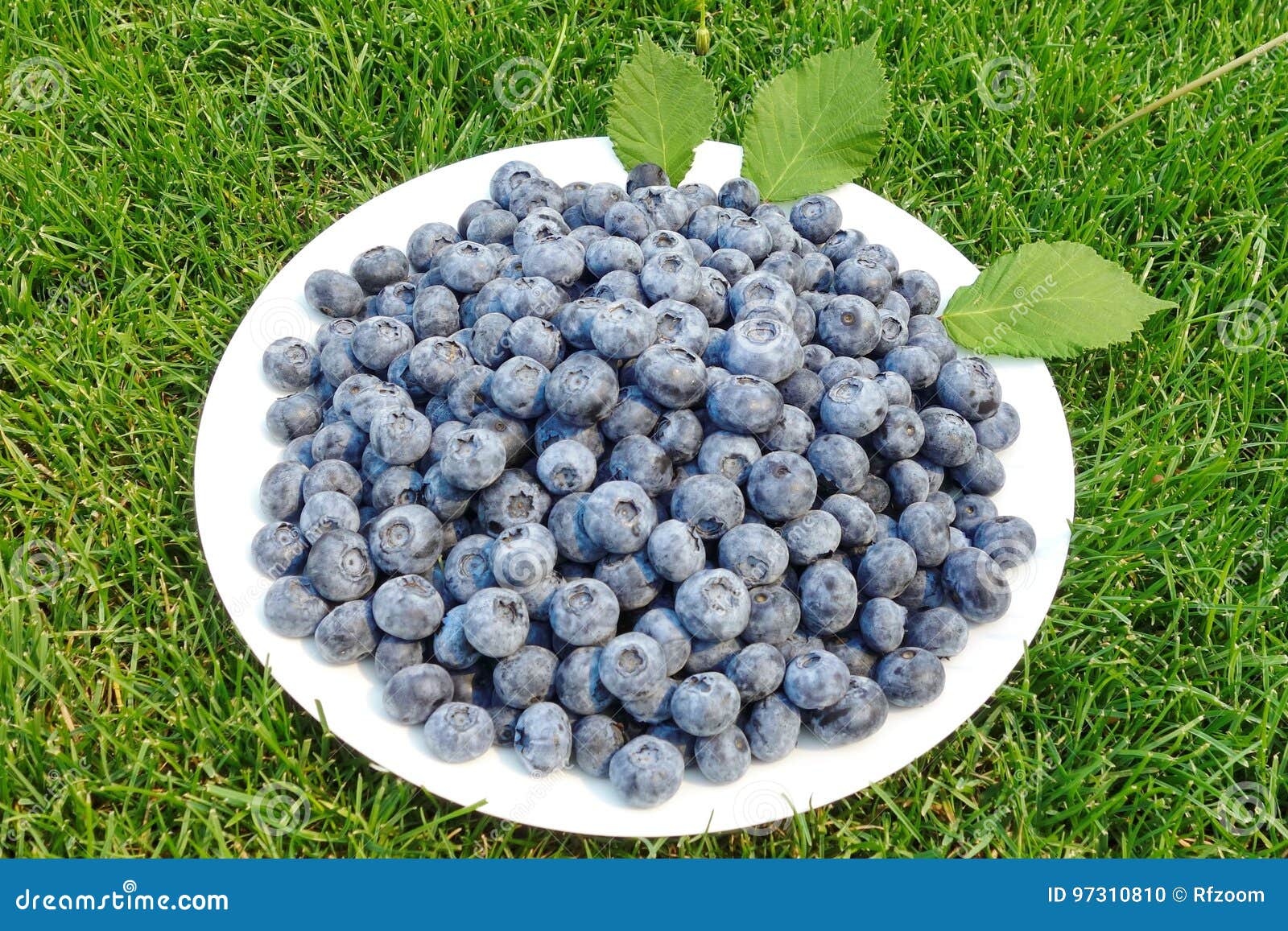 Geschmackvolle blueberrys auf dem Gras