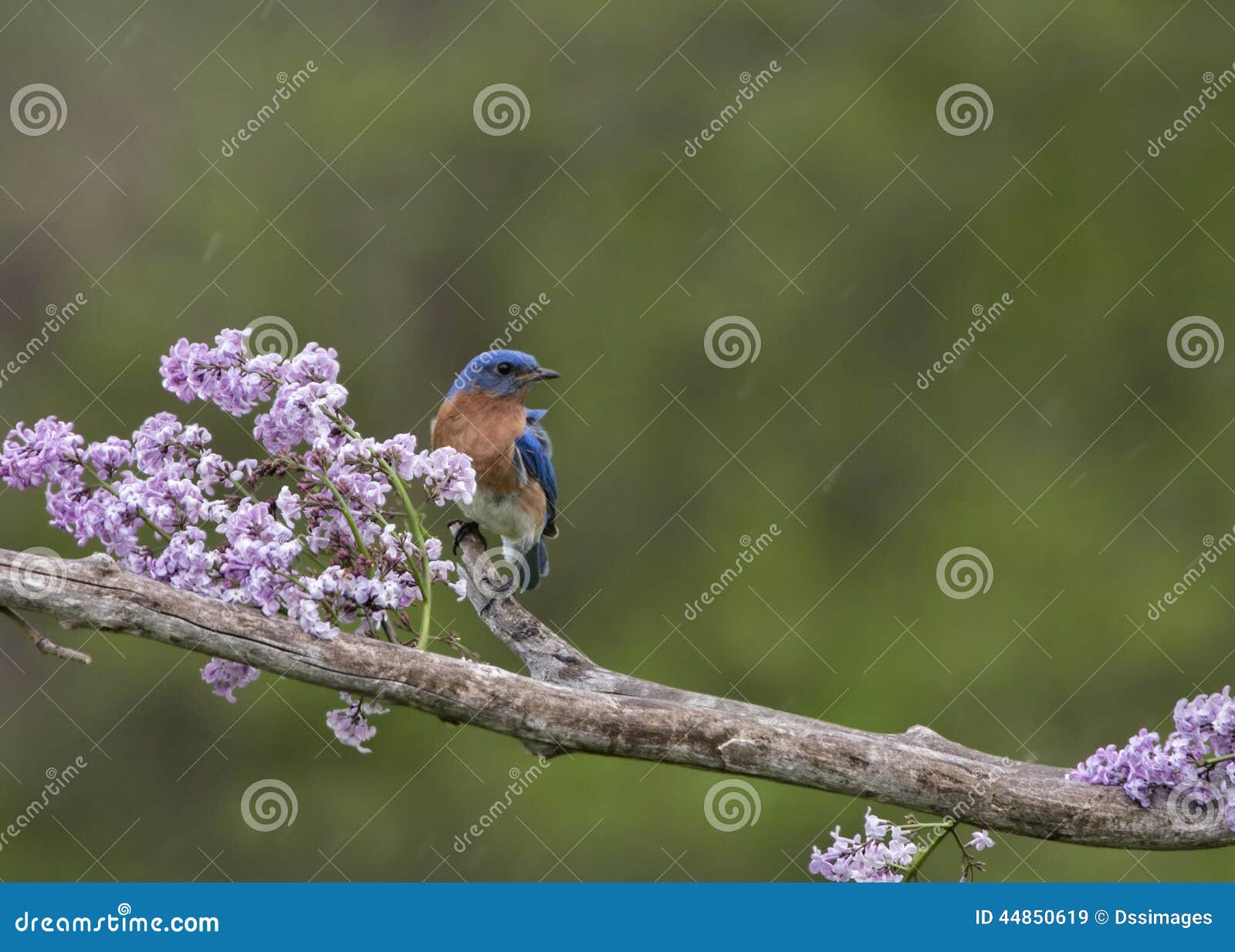 bluebird perched in lilacs in the rain