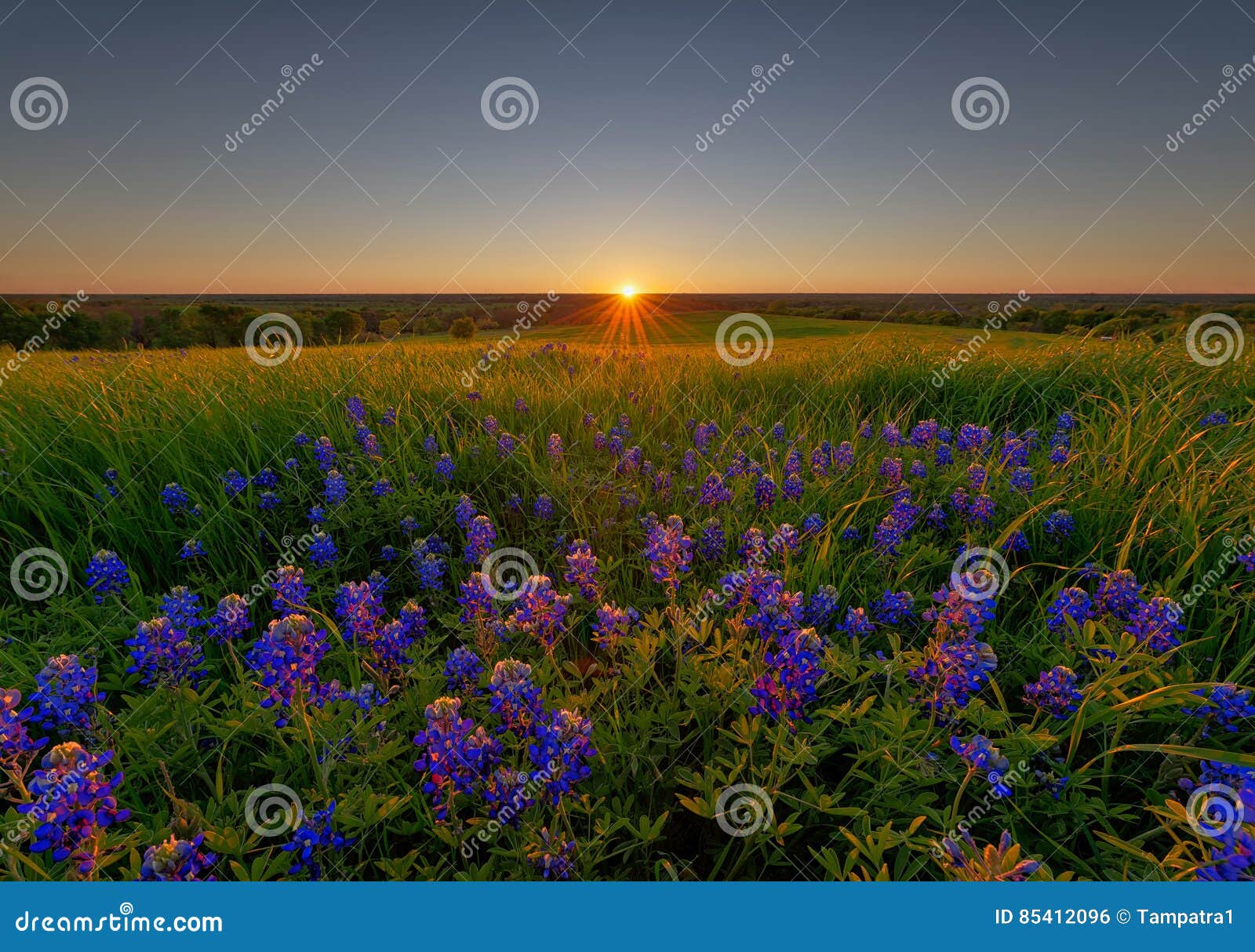 Flowers in Ennis Stock Photo Image of blossom, texas 85412096