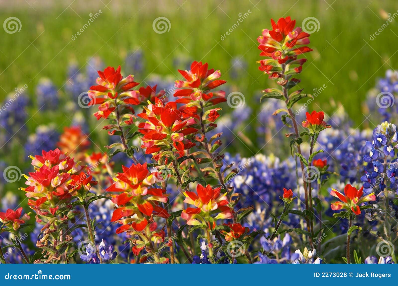 stock photo. Image of branches 2273028