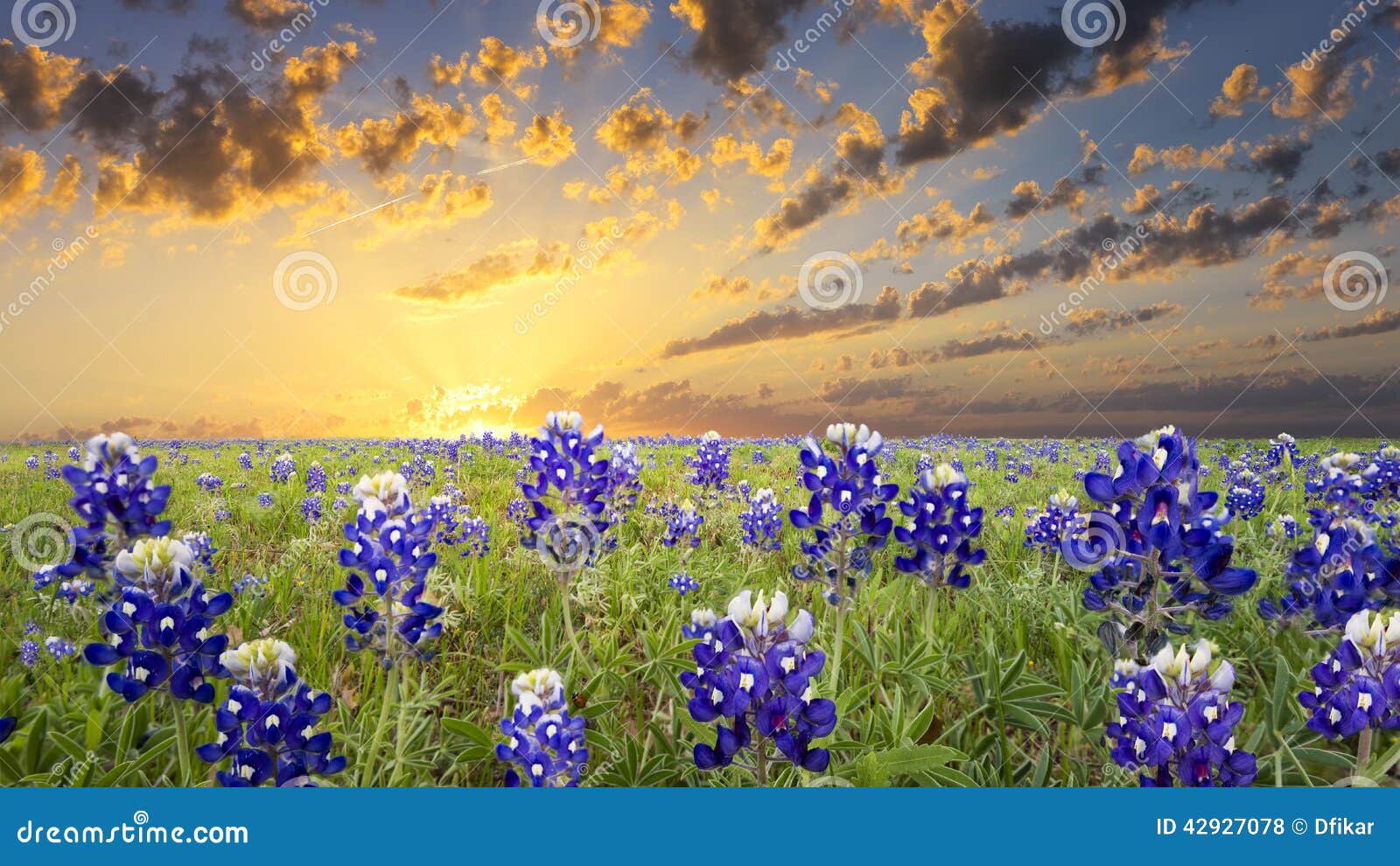 Bluebonnets im Texas-Hügel-Land. Bluebonnets, die eine ländliche Texas-Forderung bei Sonnenaufgang durchsetzen