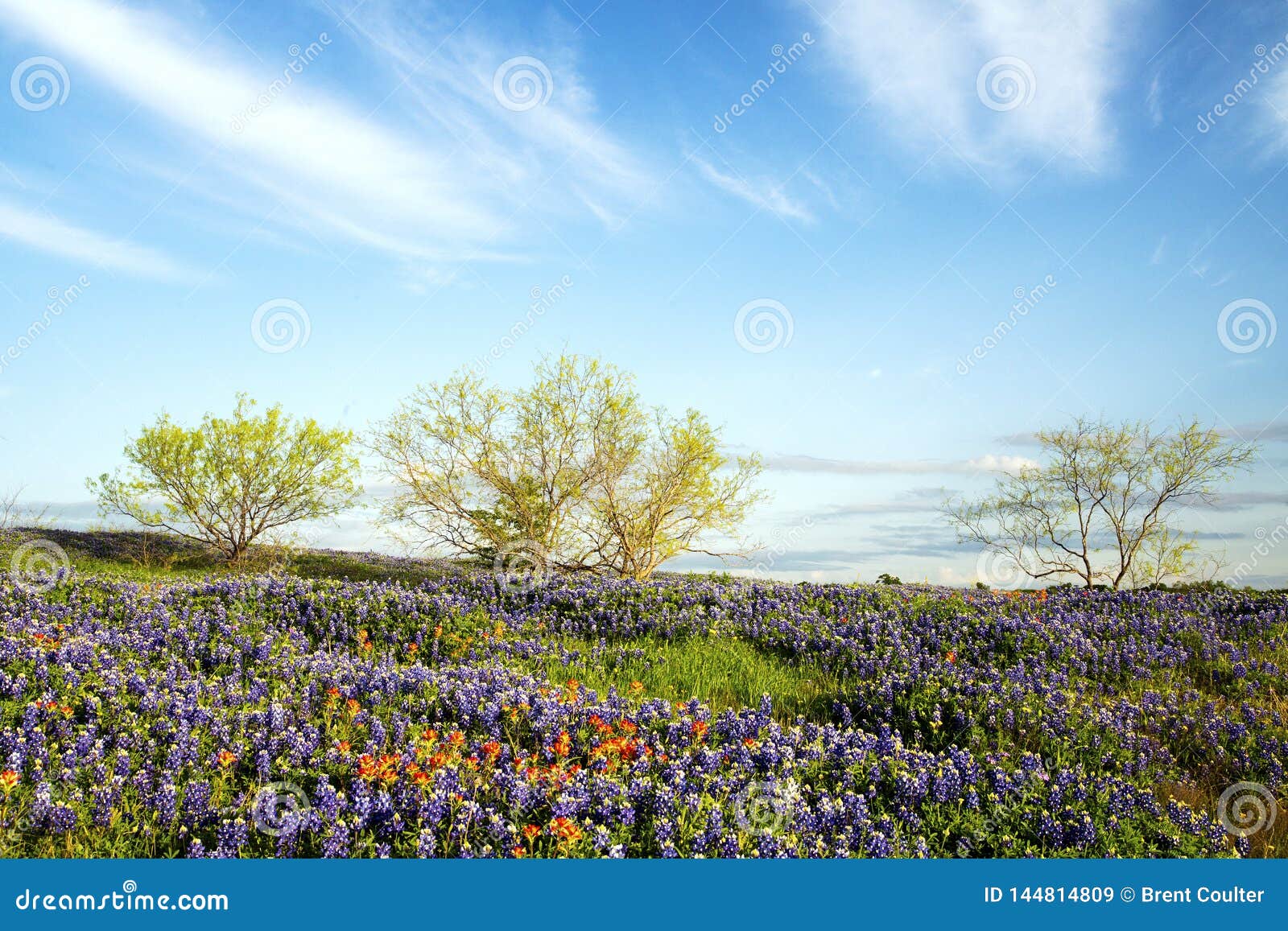 Bluebonnets in Texas Hill Country Stock Image - Image of green ...