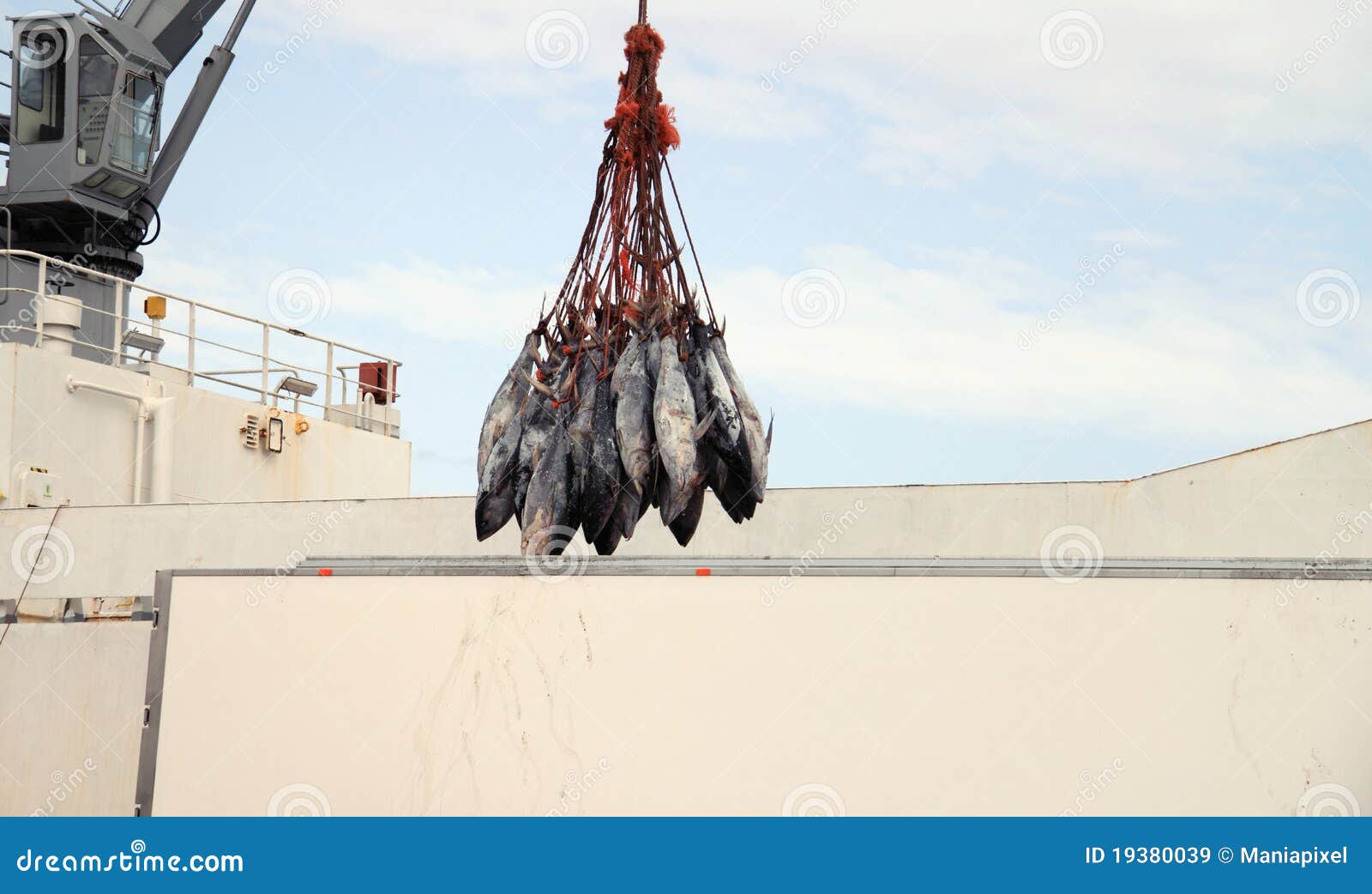 The Bluefin Tuna is an Endangered Species in the M Stock Image Image
