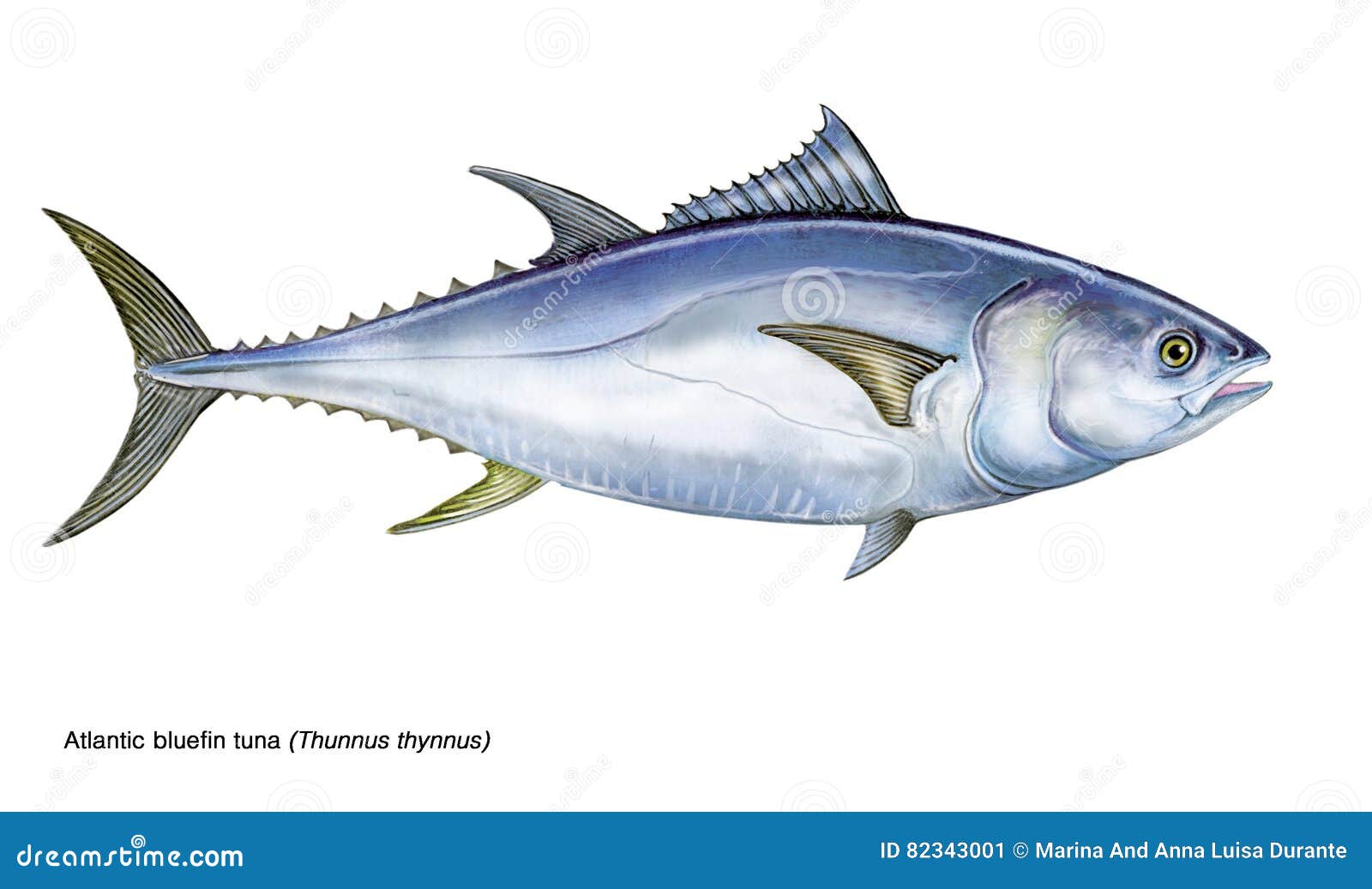 Bluefintuna Cartoon Vector 29701069