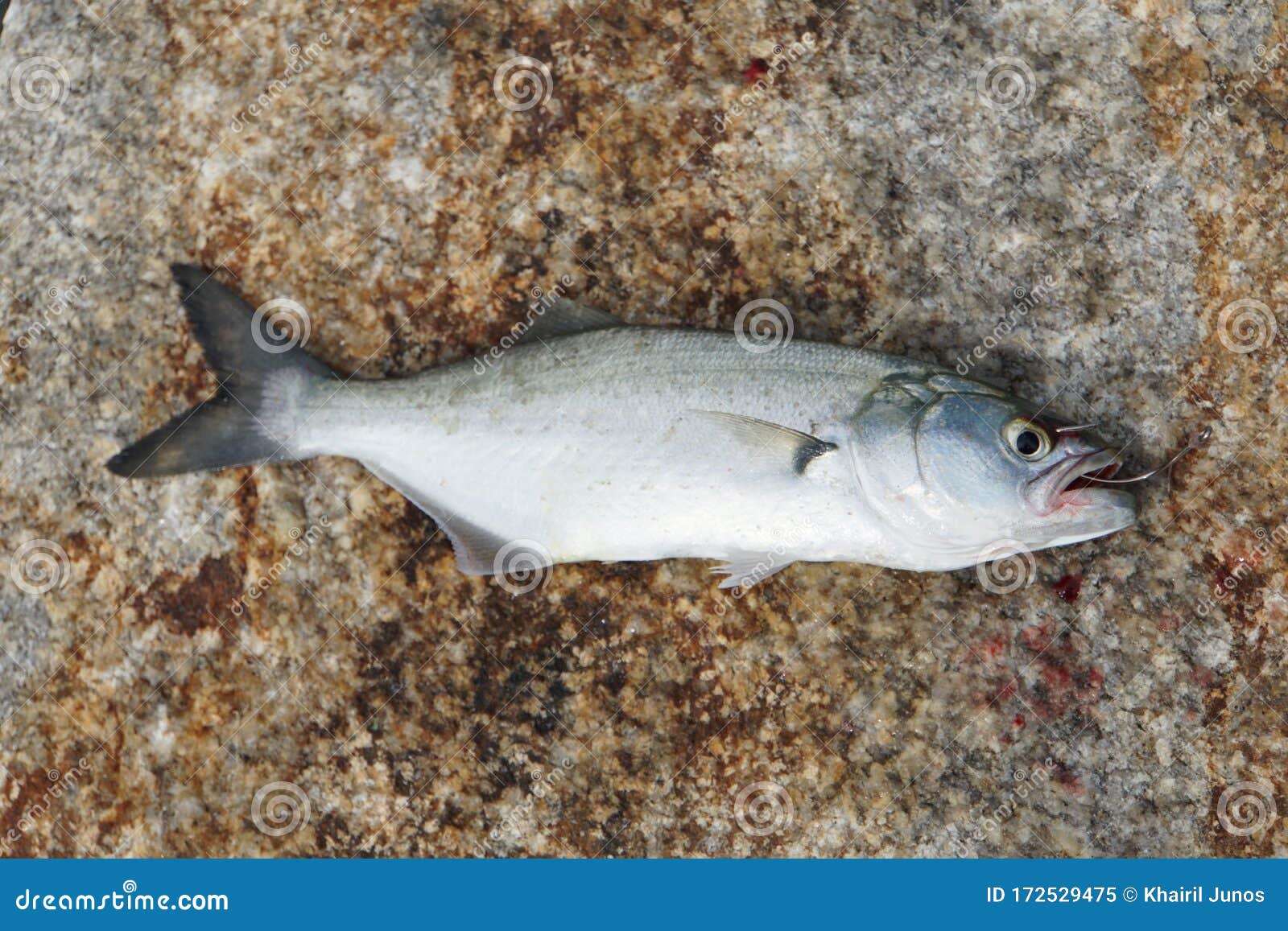 A Bluefish on a Fishing Hook by a Rock Stock Image - Image of closeup