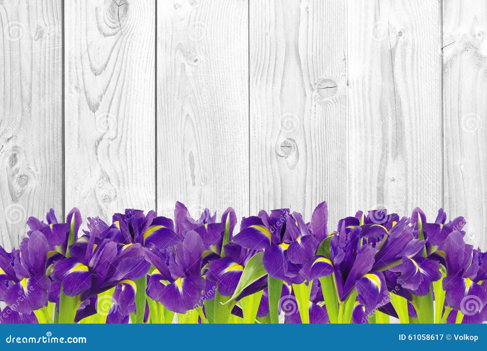 blueflag or iris flower on white wooden