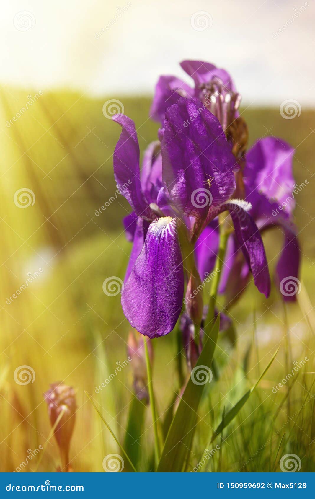 blueflag, iris