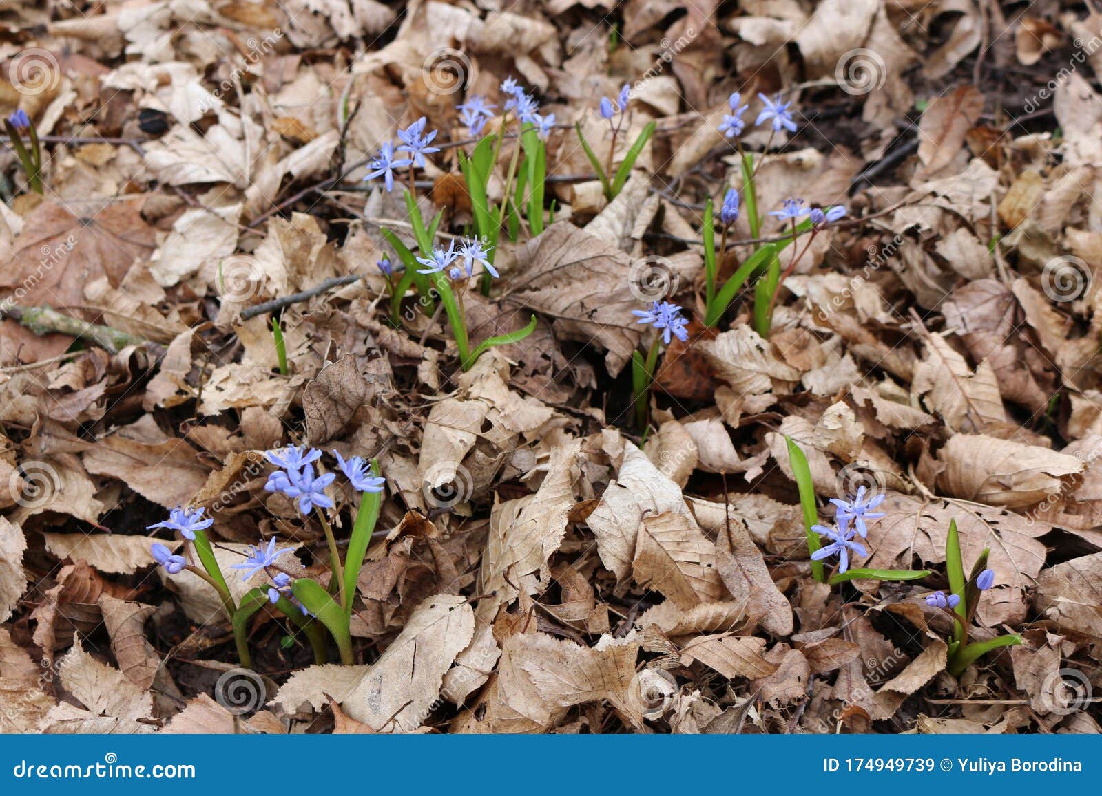 blueflowers primroses bloomed in the spring forest