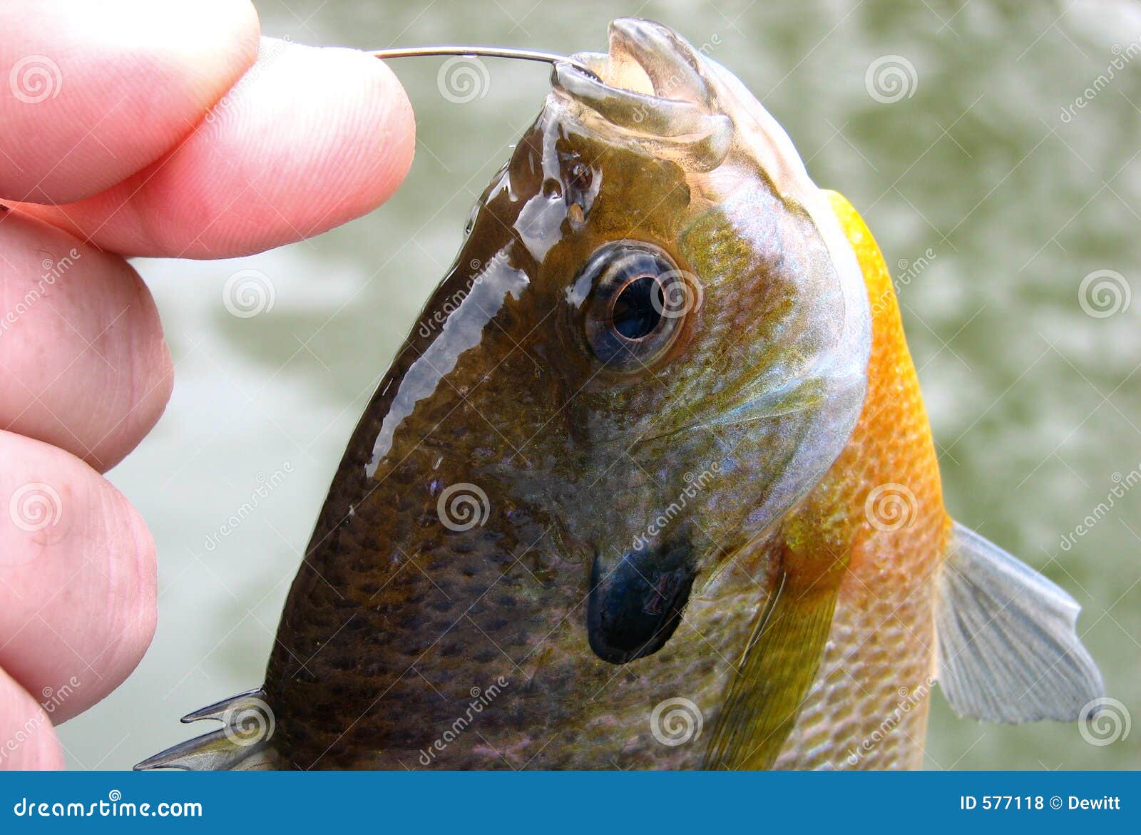 196 Bluegill Fishing Stock Photos - Free & Royalty-Free Stock Photos from  Dreamstime