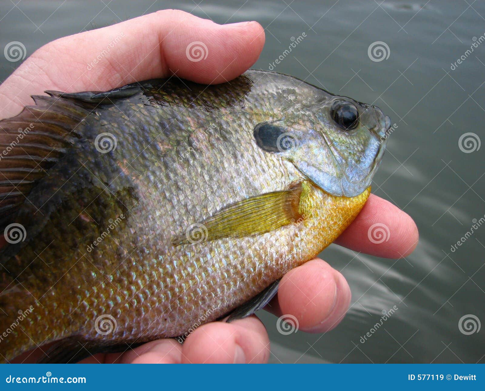 bluegill bream