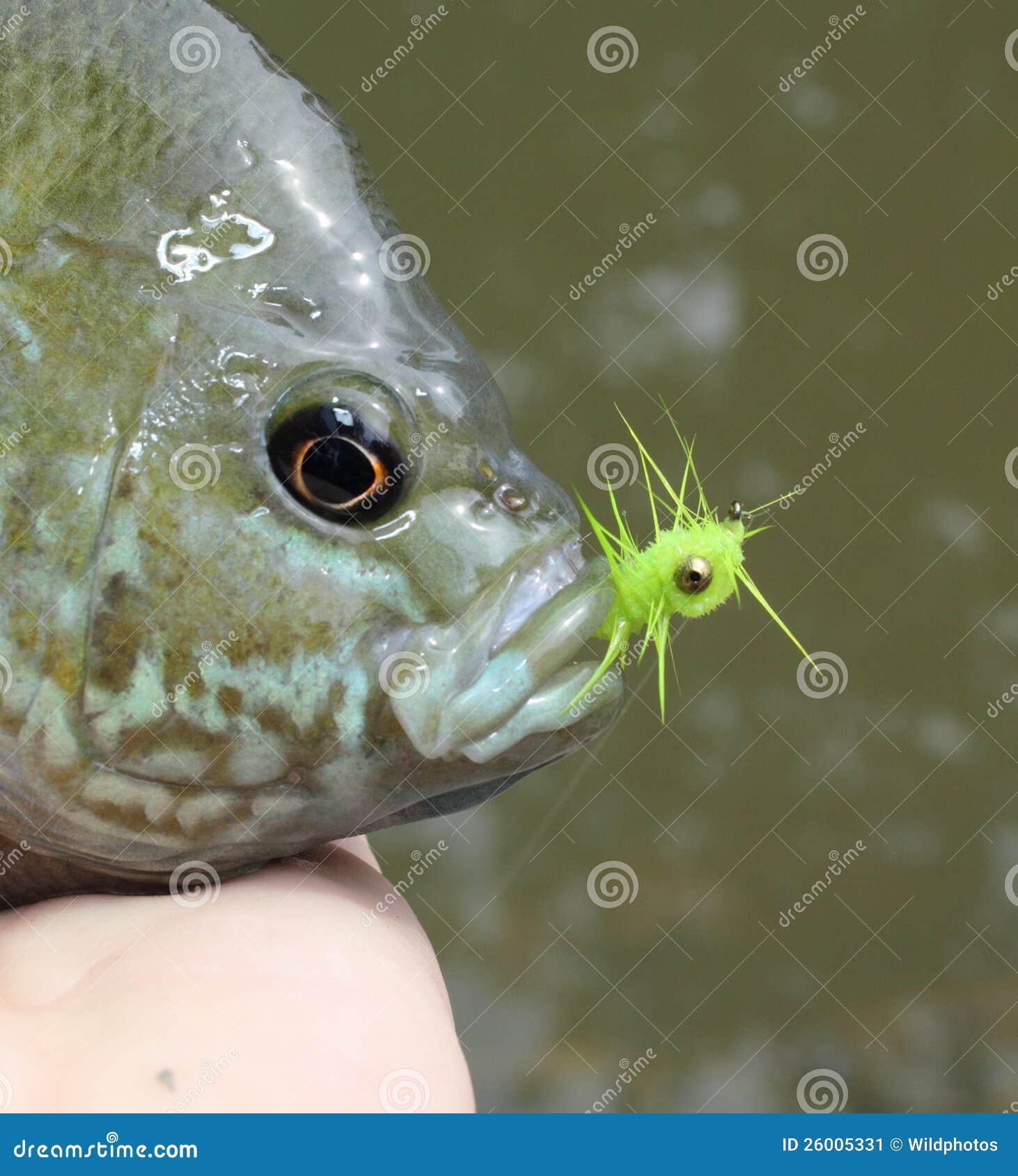 https://thumbs.dreamstime.com/z/bluegill-caught-wet-fly-26005331.jpg