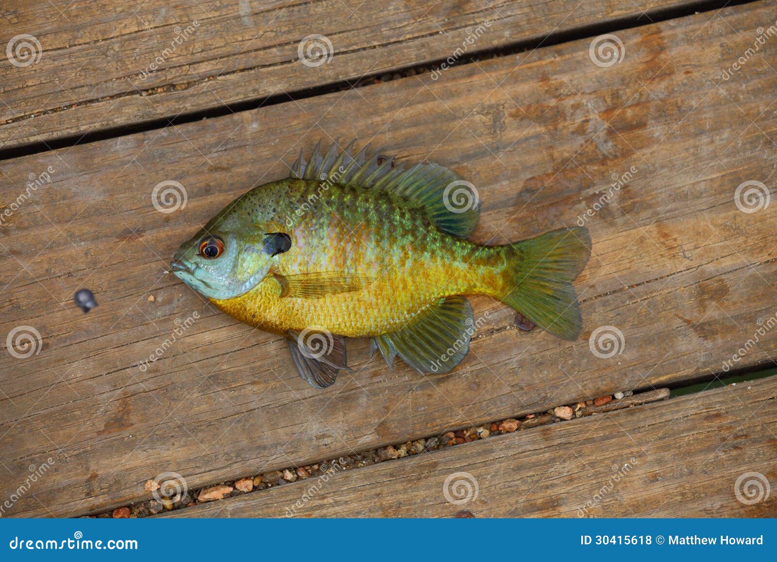 Small Bluegill Stock Photos - Free & Royalty-Free Stock Photos from