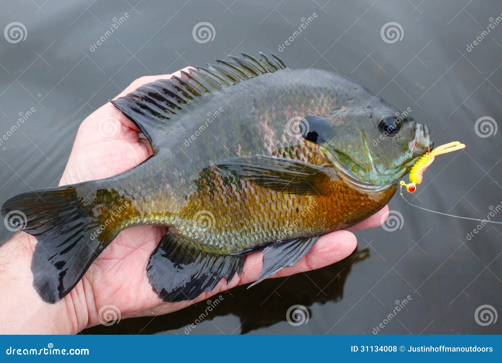 Bluegill Fish Caught on Lure Stock Photo - Image of lure, angler