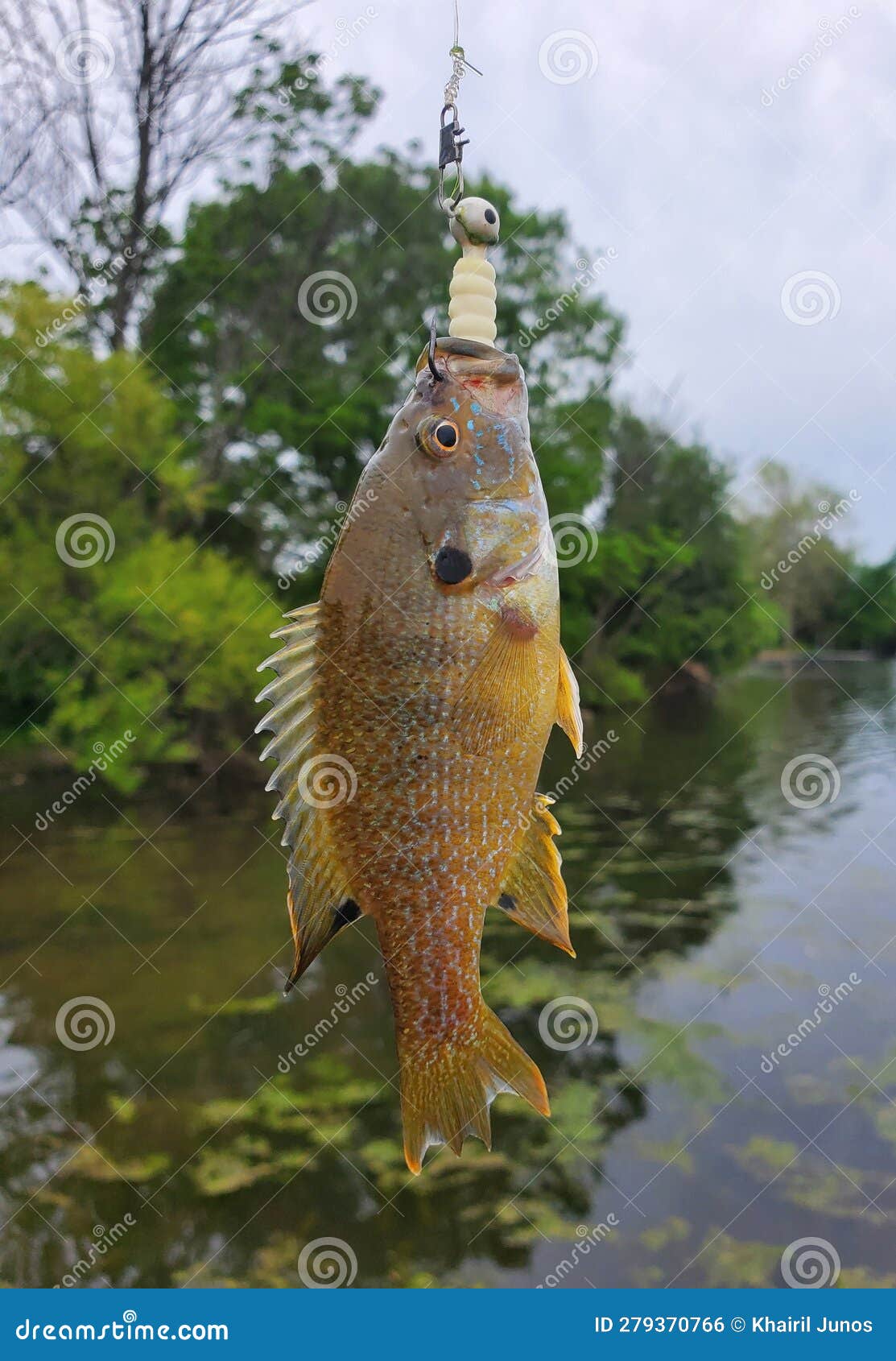 A Bluegill on the Hook and Fishing Line by a Lake Stock Photo - Image of  tool, release: 279370766