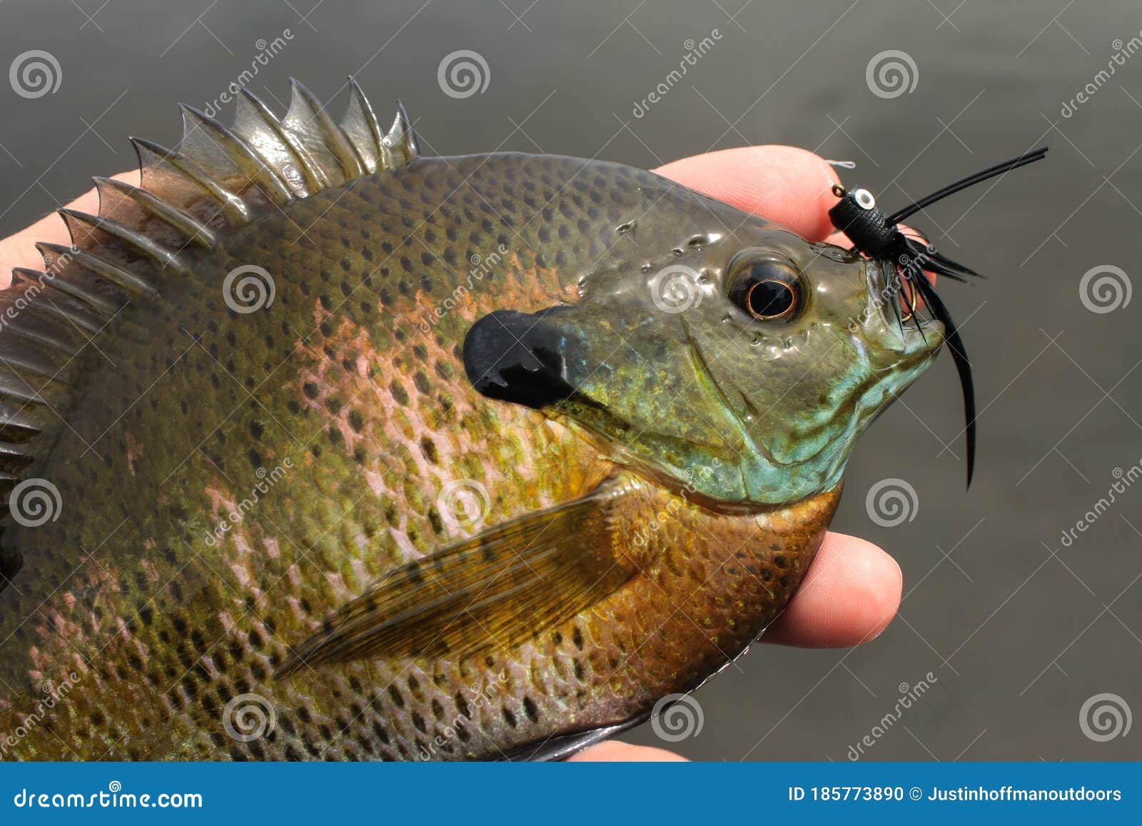 Bluegill Panfish Caught Fly Fishing Stock Photo - Image of scales, gill:  185773890