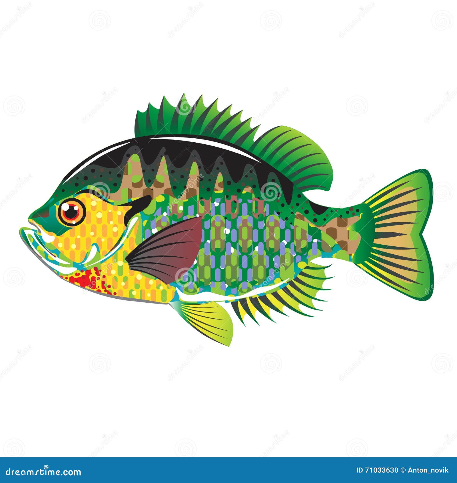Bluegill Panfish Vector stock vector. Illustration of fresh - 71033630