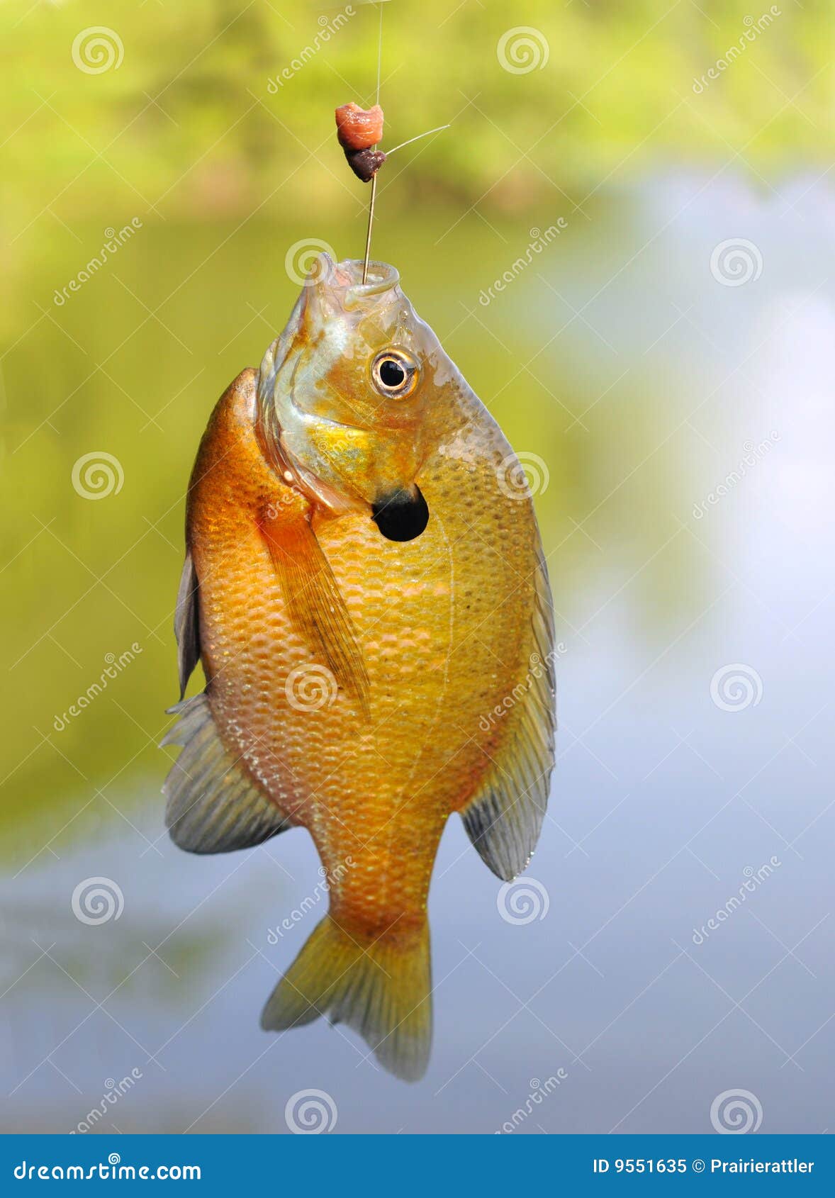 Bluegill Sunfish on a Hook stock image. Image of caught - 9551635