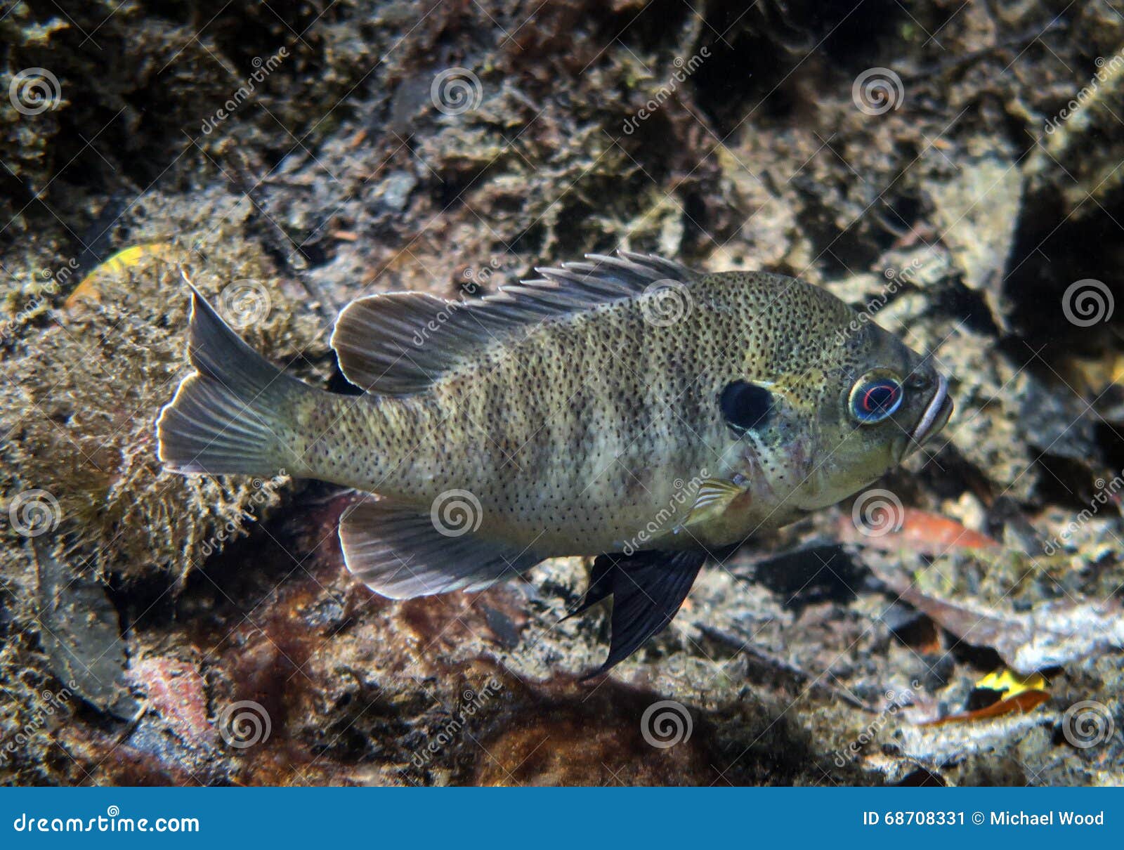 Bluegill Swimming - Ichetucknee Springs Stock Image - Image of springs,  clear: 68708331