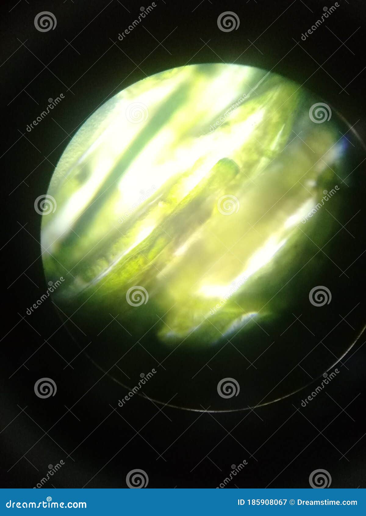 Bluegreen Algae Under Microscope Stock Image Image of algae, light