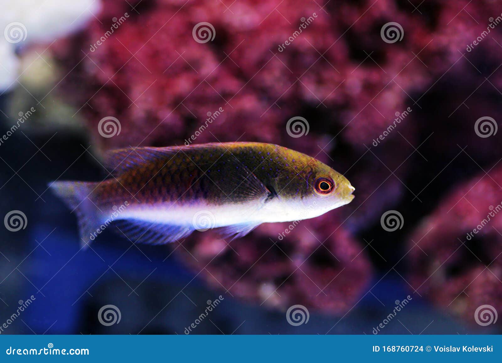 Wrasse - Yellow Flanked Fairy