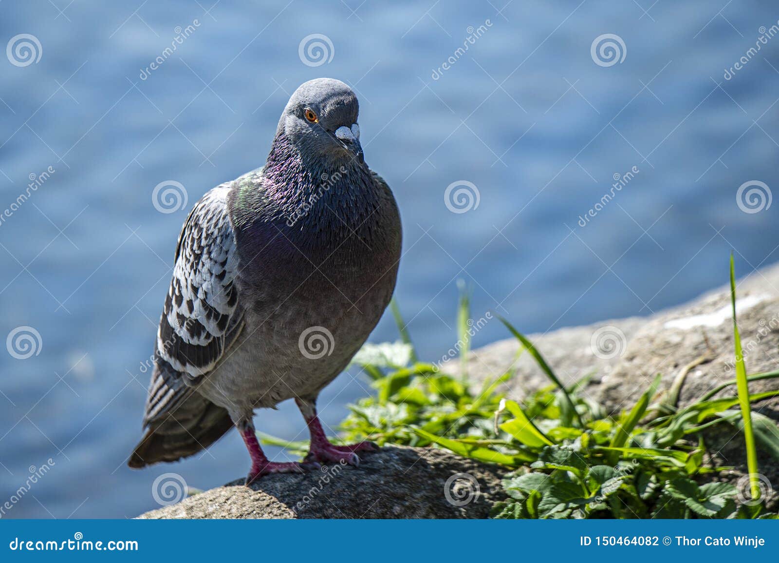 a blueish dove sits by a pond.