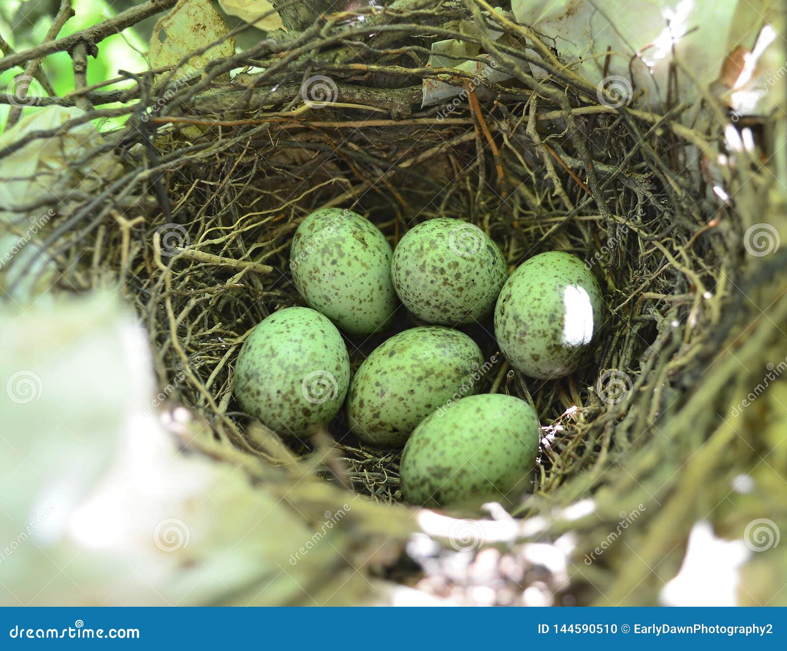 Bluejay Eggs In Nest Stock Photo Image Of Green Pear