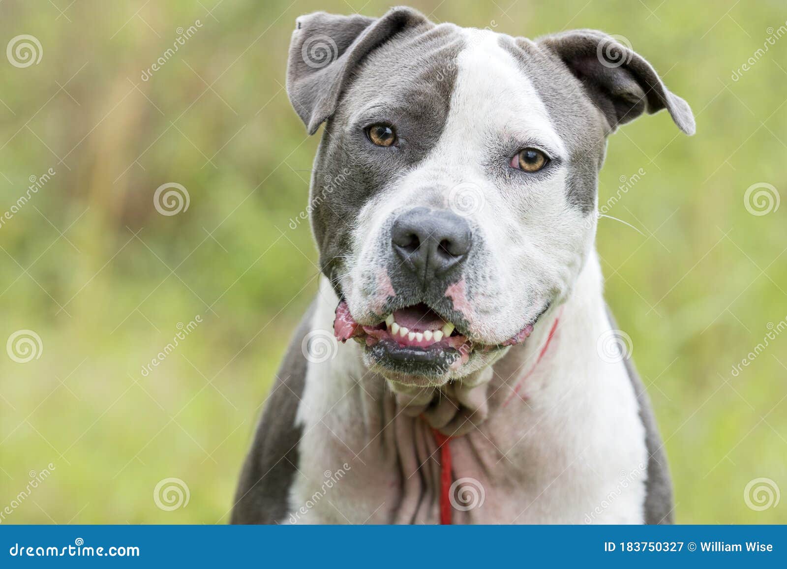 blonde blue nose pitbull