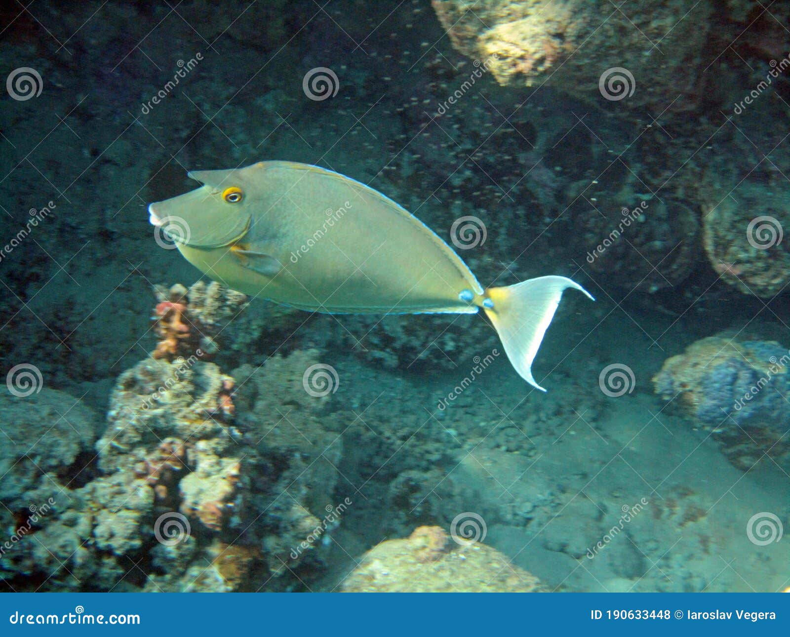 bluespine unecornfish in the shade of coral reef 0443