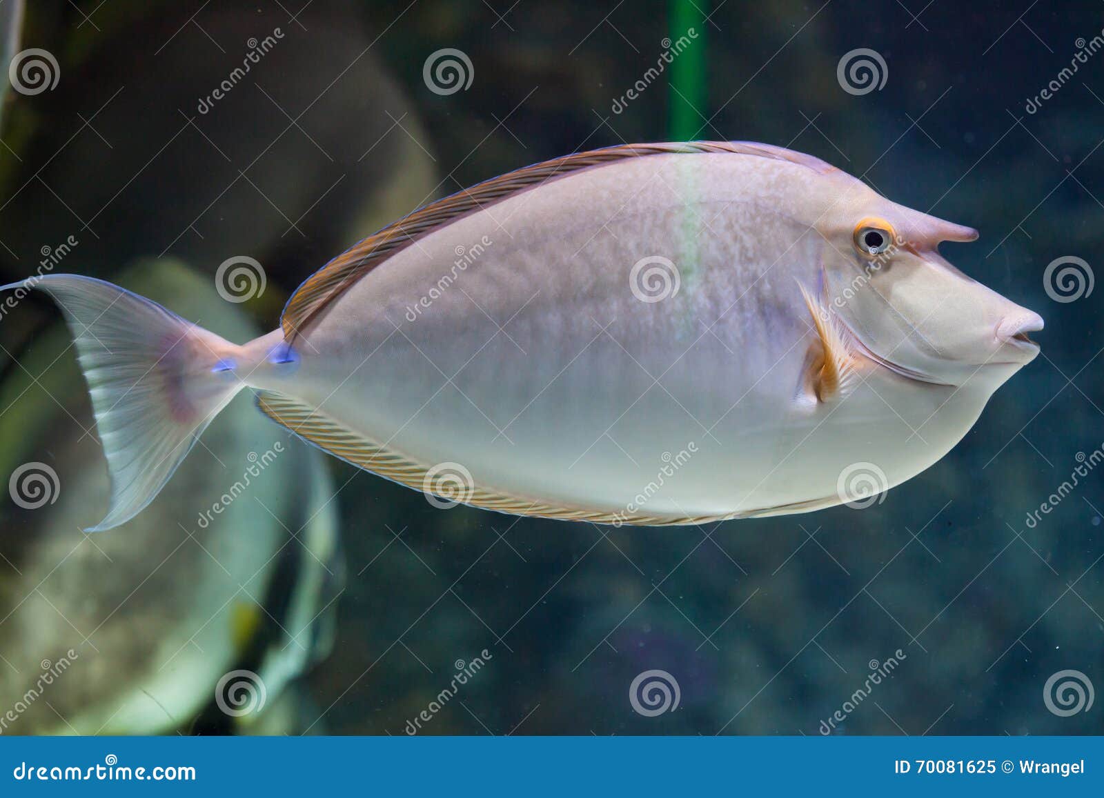 bluespine unicornfish (naso unicornis).