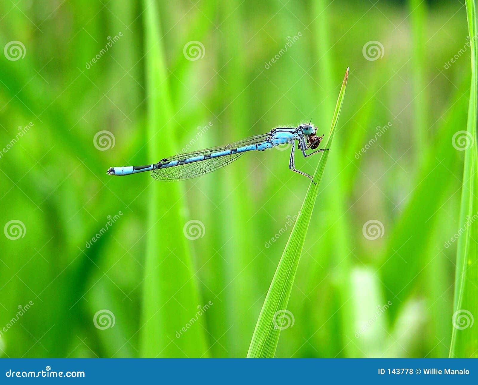 bluet damselfly