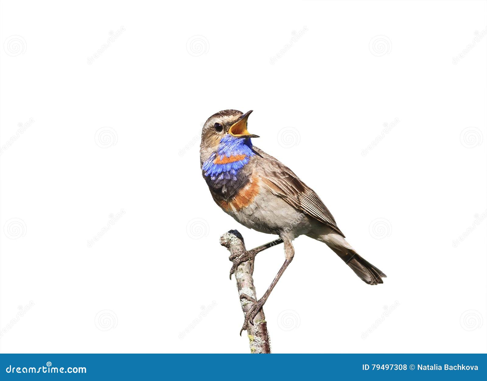 the bluethroat bird is singing sitting on a branch on white 