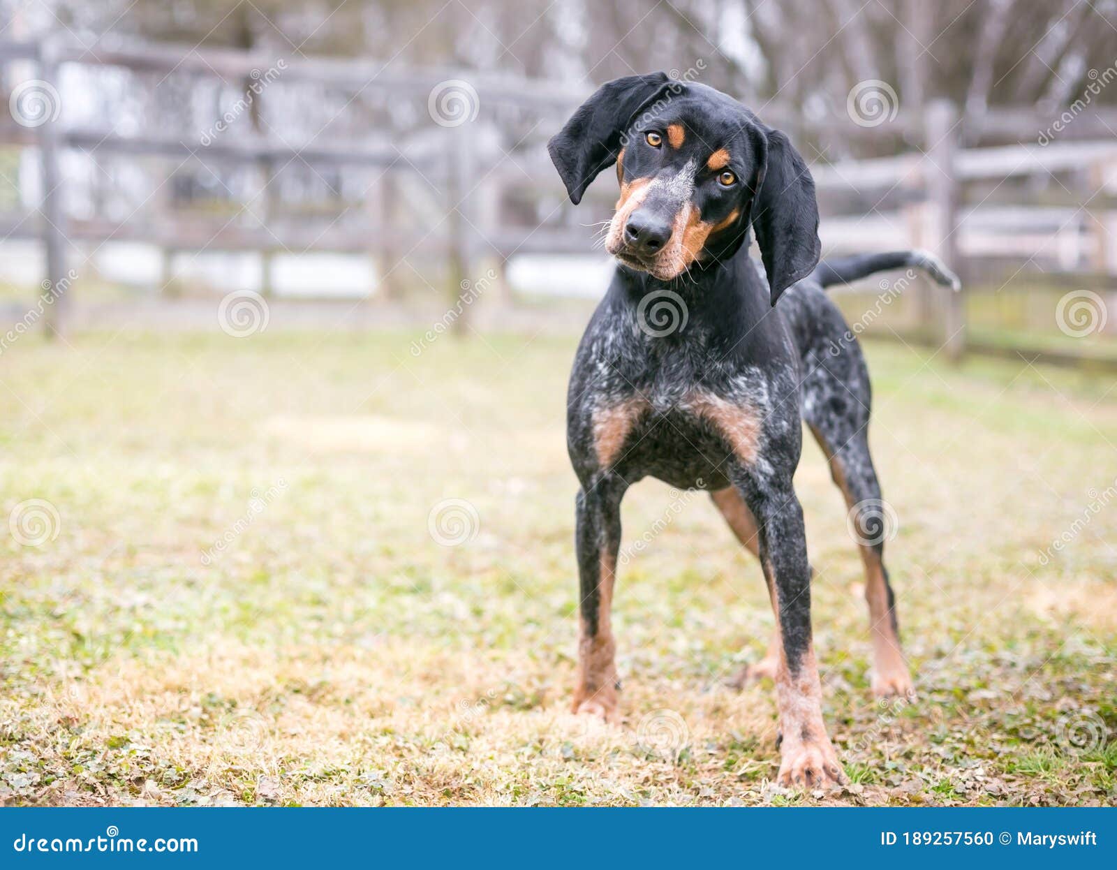 Bluetick Hound Photos Free Royalty Free Stock Photos From Dreamstime