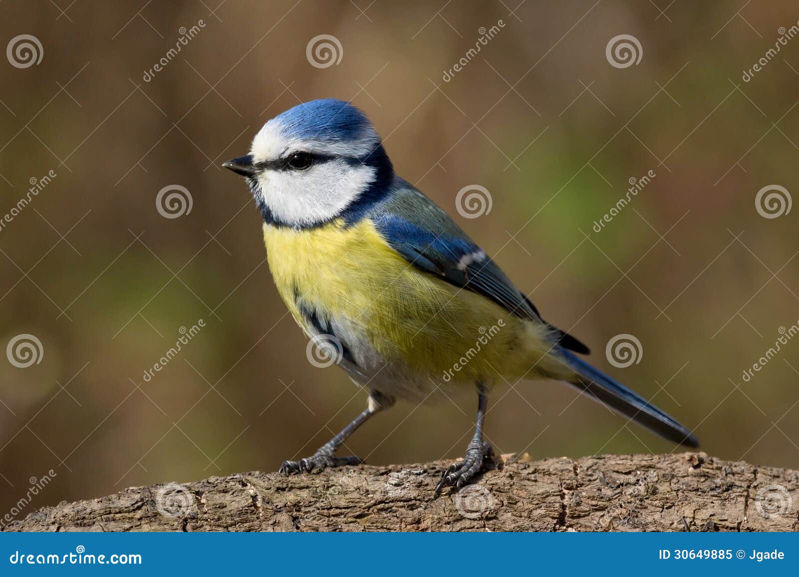 bluetit on a branch looking left