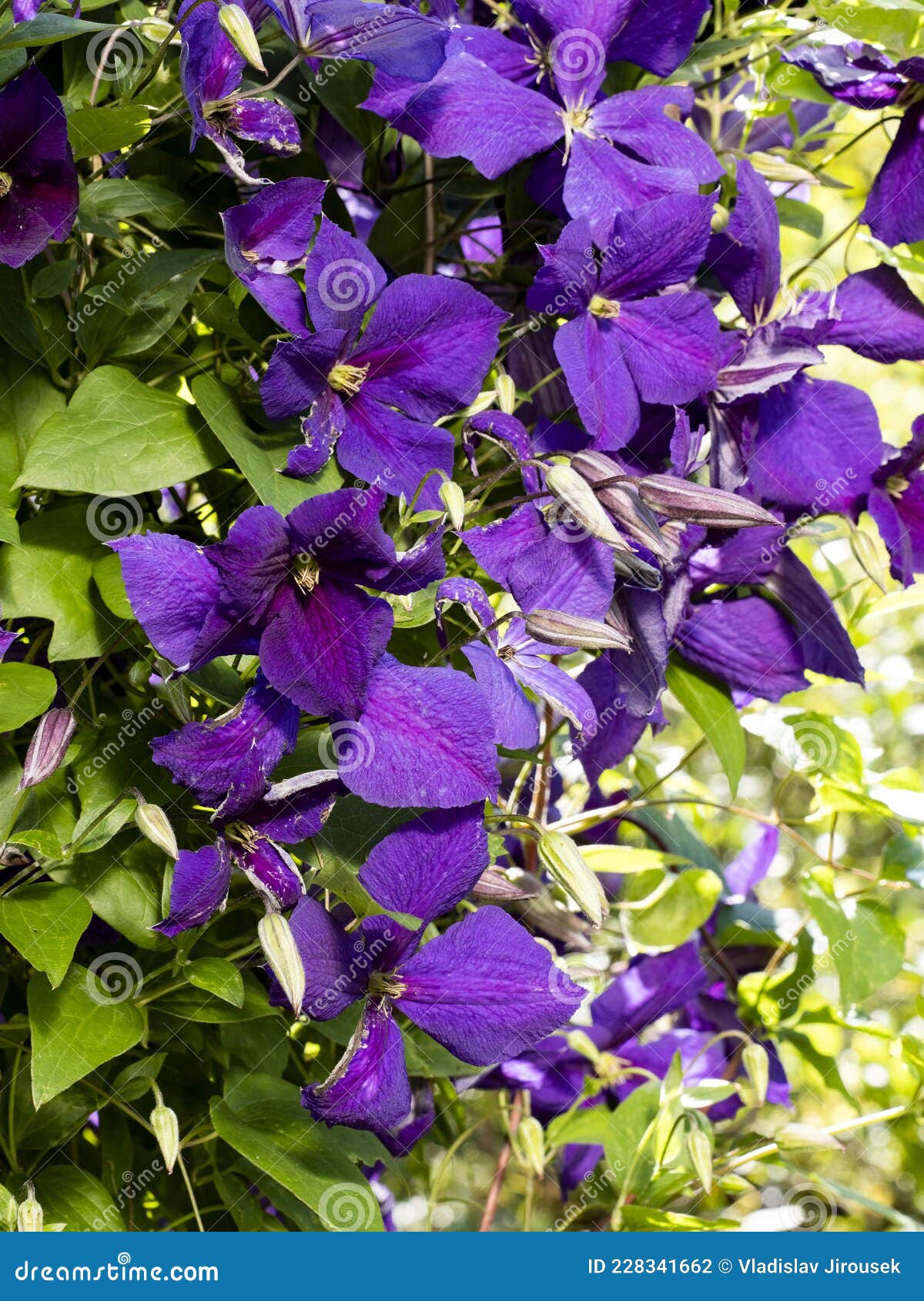 Bluish Flame Flowers, Hanging Down As Hinges Stock Photo Image of plant, pattern 228341662