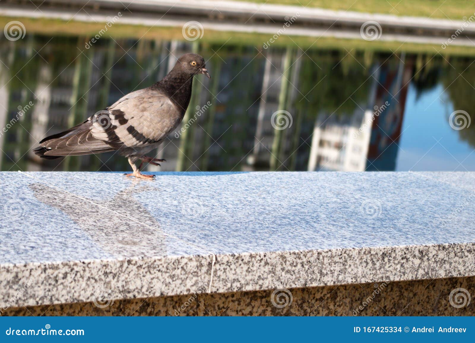 the bluish gray city pigeon walking on the speckled gray marble parapet