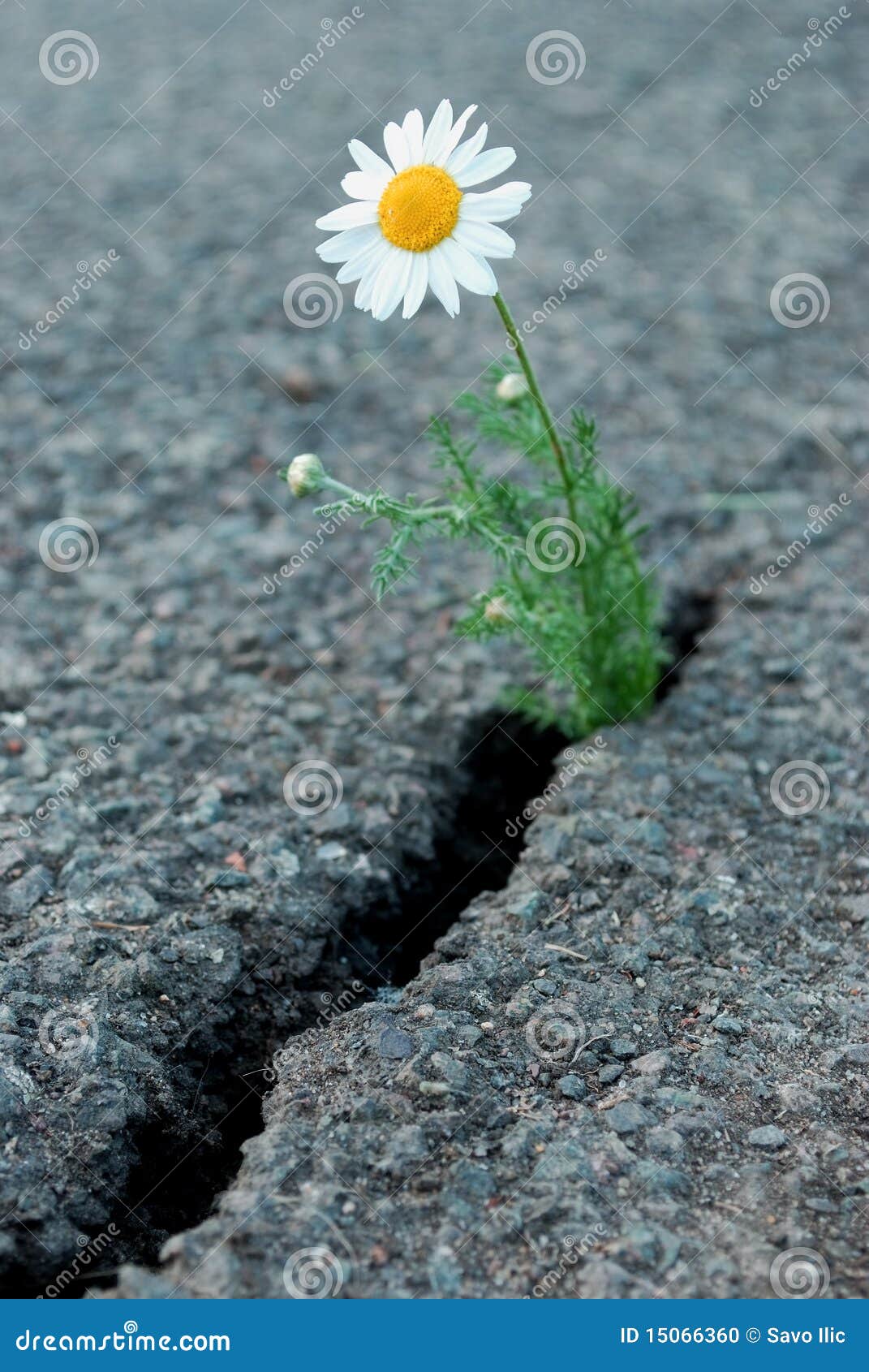 Blume stockfoto. Bild von weiß, asphalt, gebrochen, überleben - 15066360