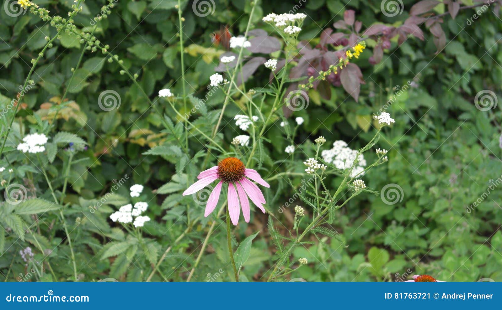 Roze en witte bloem op gebied Rosa Blume weise Blumen