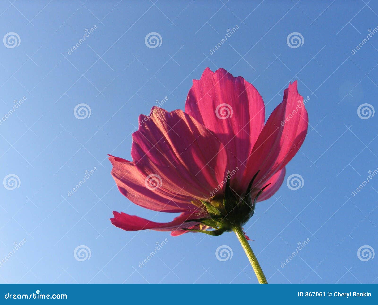 Blume. Ein einsamer Coreopsis gegen den blauen Himmel