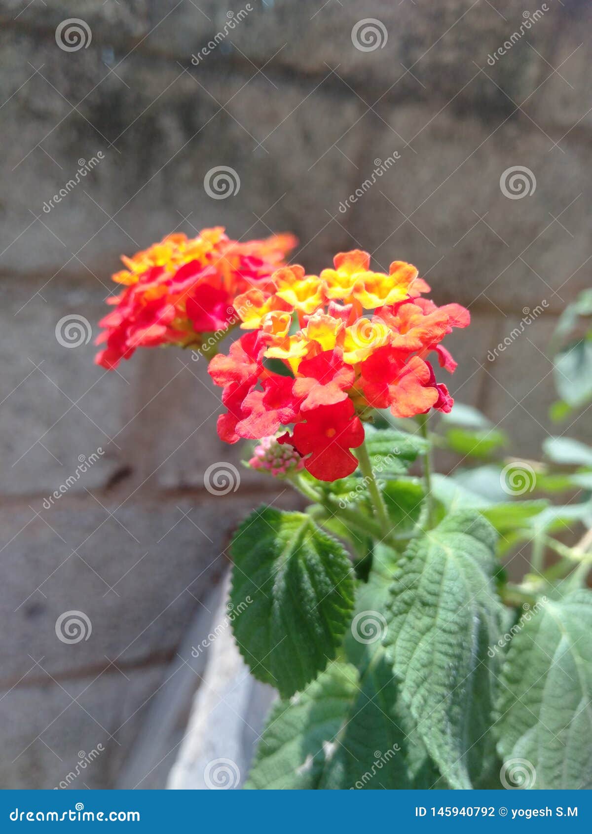 Blumennaturlandschaft schönes redflower