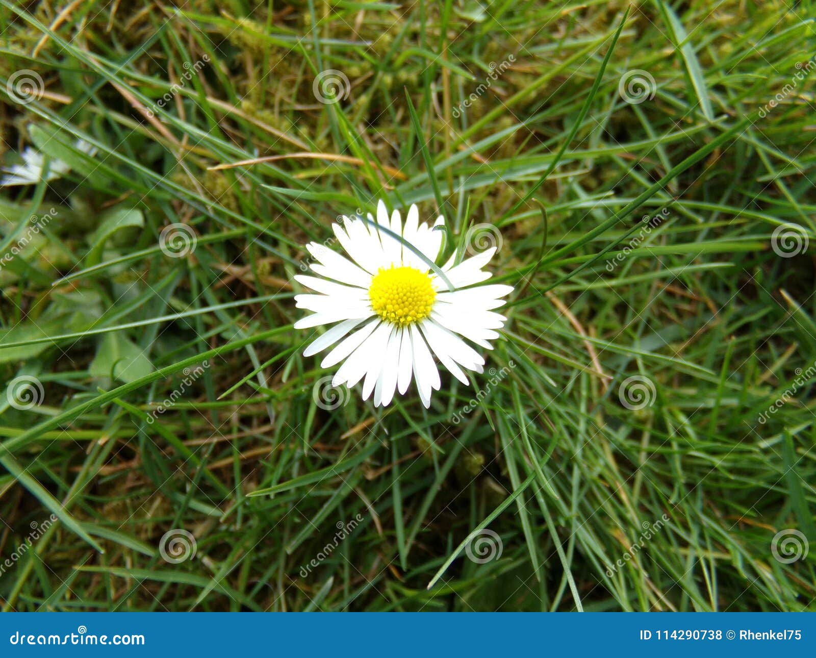 Gänseblümchen Blume Garten Stock Photo