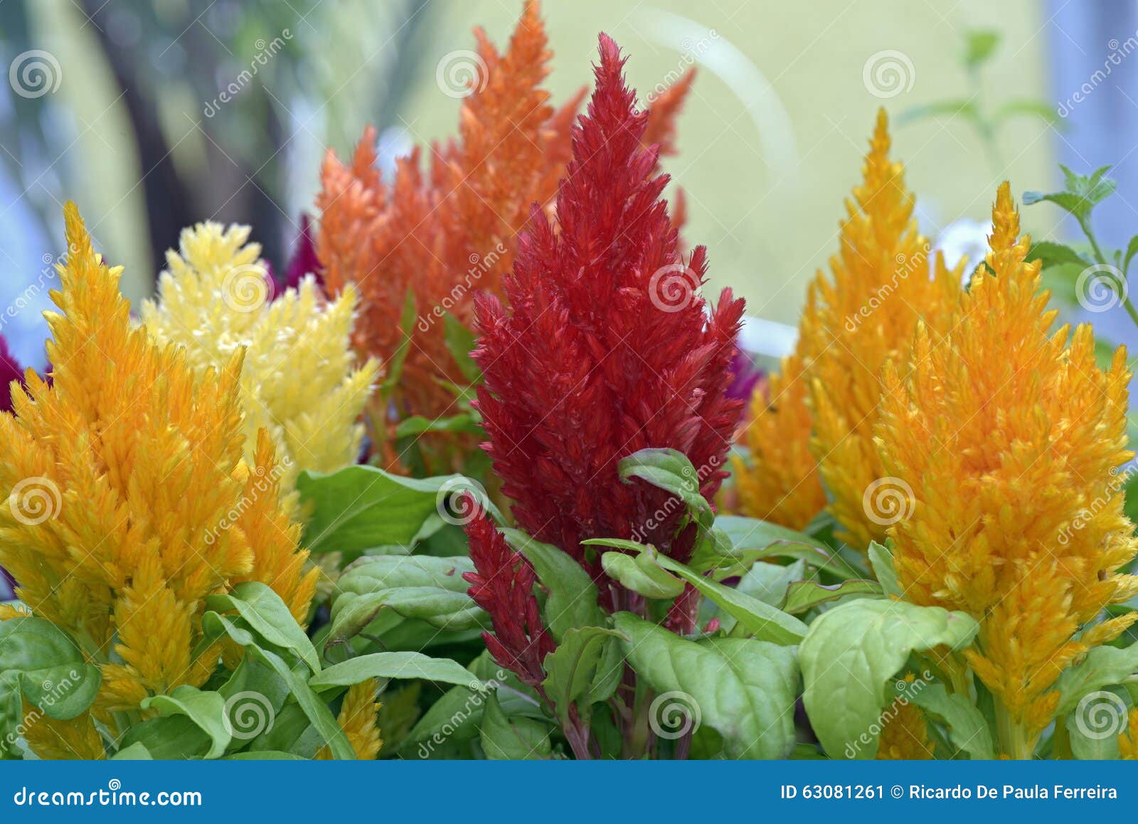 Blume Plumed Hahnenkamm Oder Celosia Argentea Stockbild Bild von