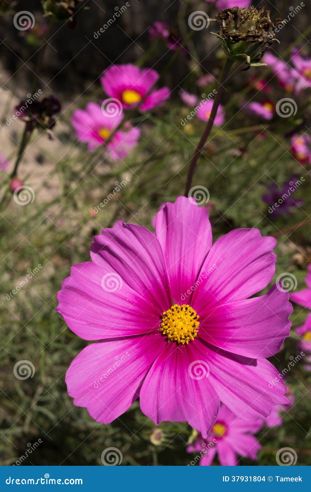 Purpurrote Blumen im Garten