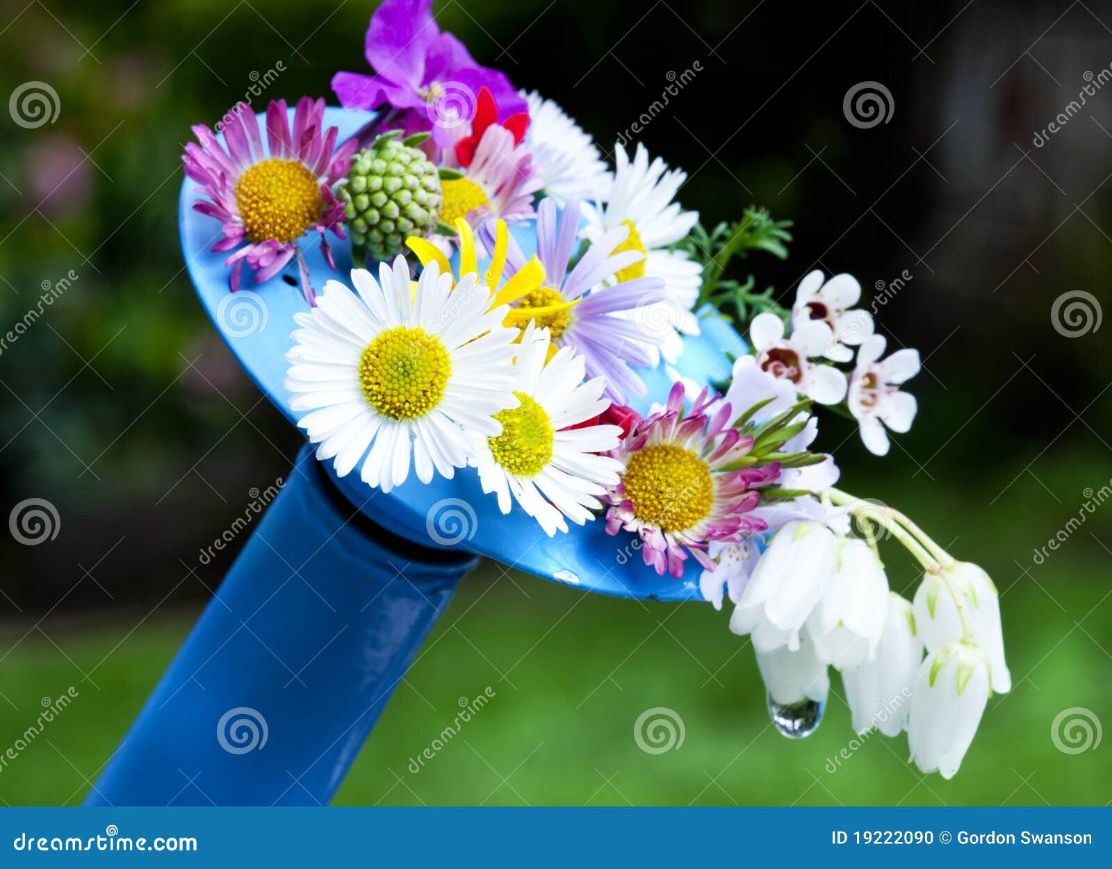 Blumen auf Bewässerungsdose. Nahaufnahme der Blumen hing an der Tülle einer blauen Bewässerungsdose ein.