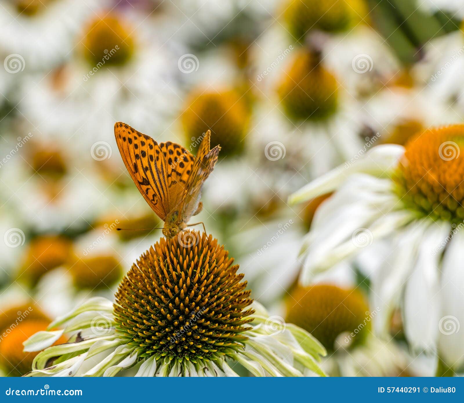 Blumen, Bienen Und Schmetterlinge, Prag Stockbild Bild von betrieb