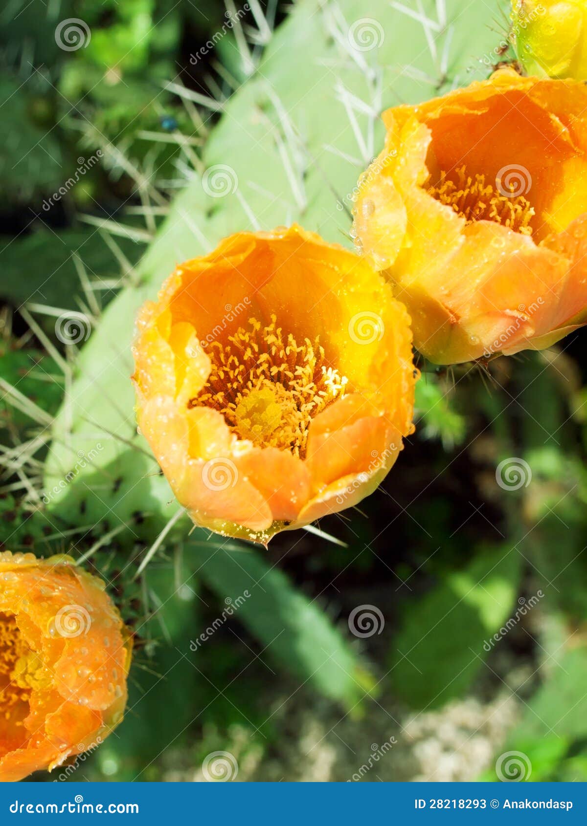 Blumen der Kaktusfeigeanlage (Kaktus) oder des Paddels nach Regen. im Freien