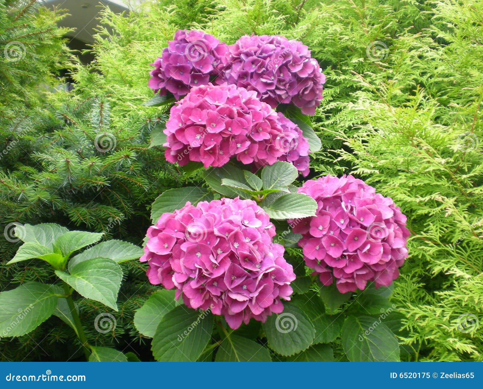 Blumen in Deutschland stockbild. Bild von schönheit, blätter 6520175