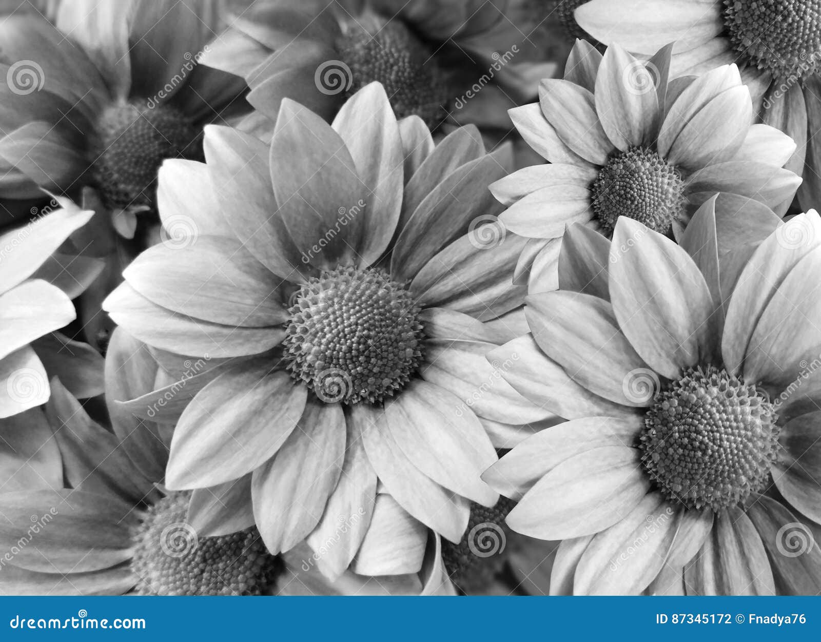 Blumen Ganseblumchen Schwarz Weiss Nahaufnahme Blumencollage Enthalt Transparente Nachrichten Stock Abbildung Illustration Von Blumen Enthalt