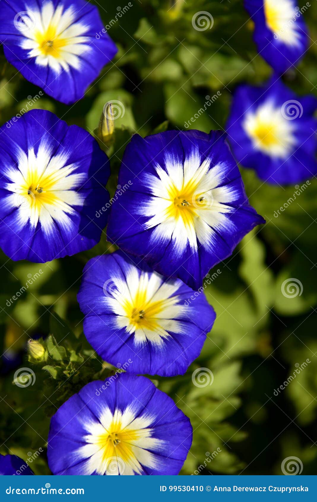 Blumen Garten Stockfoto Bild Von Garten Blumen 99530410