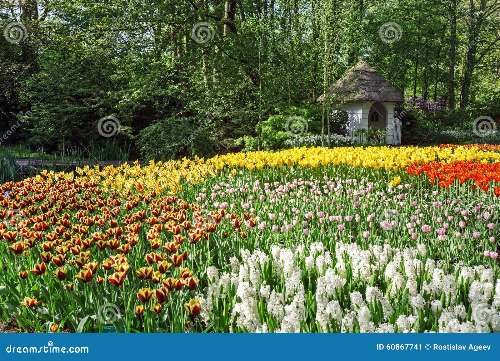 BlumenGarten Keukenhof, Amsterdam Stockbild Bild von narzisse